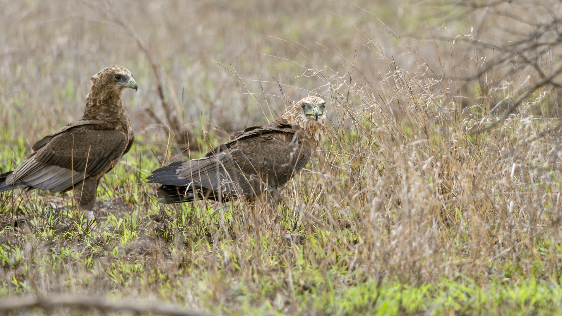Kruger25 2025 11 03 11 58 15 ILCE 1M2 386